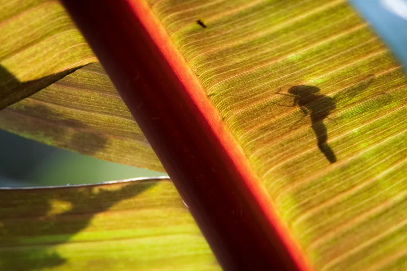 Banana leaf III, Penryn. 2019.